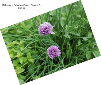 Difference Between Green Onions & Chives