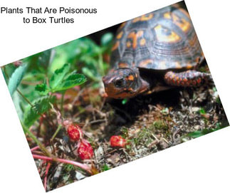 Plants That Are Poisonous to Box Turtles