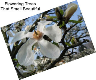 Flowering Trees That Smell Beautiful