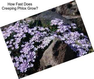 How Fast Does Creeping Phlox Grow?