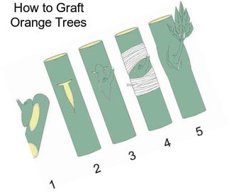 How to Graft Orange Trees