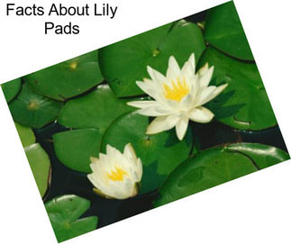 Facts About Lily Pads