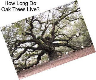 How Long Do Oak Trees Live?