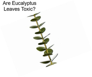 Are Eucalyptus Leaves Toxic?