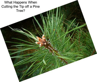 What Happens When Cutting the Tip off a Pine Tree?