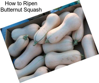 How to Ripen Butternut Squash