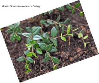 How to Grow Jasmine from a Cutting