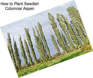 How to Plant Swedish Columnar Aspen