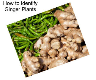 How to Identify Ginger Plants