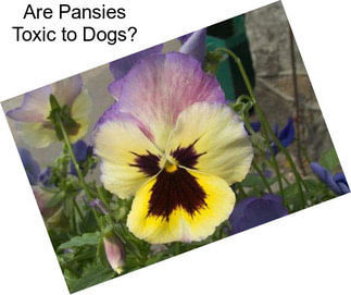 Are Pansies Toxic to Dogs?