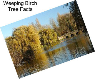 Weeping Birch Tree Facts