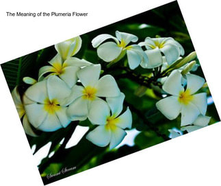 The Meaning of the Plumeria Flower