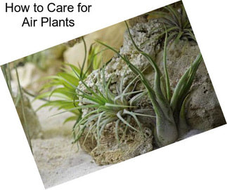 How to Care for Air Plants