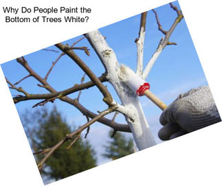 Why Do People Paint the Bottom of Trees White?