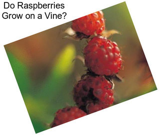 Do Raspberries Grow on a Vine?