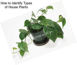 How to Identify Types of House Plants