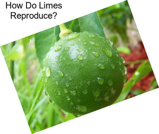 How Do Limes Reproduce?