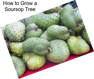 How to Grow a Soursop Tree