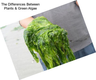 The Differences Between Plants & Green Algae