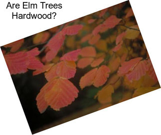 Are Elm Trees Hardwood?