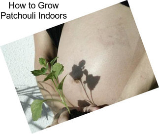 How to Grow Patchouli Indoors