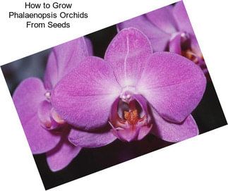 How to Grow Phalaenopsis Orchids From Seeds