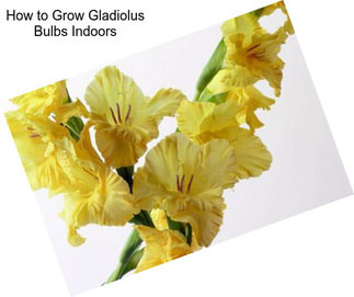 How to Grow Gladiolus Bulbs Indoors