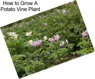 How to Grow A Potato Vine Plant
