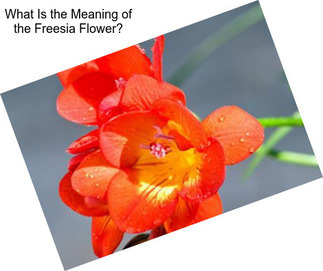 What Is the Meaning of the Freesia Flower?