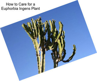 How to Care for a Euphorbia Ingens Plant