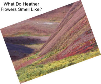 What Do Heather Flowers Smell Like?