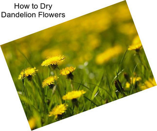 How to Dry Dandelion Flowers