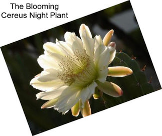 The Blooming Cereus Night Plant
