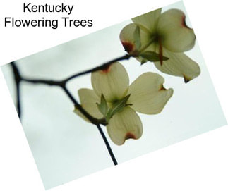 Kentucky Flowering Trees