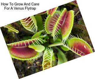 How To Grow And Care For A Venus Flytrap