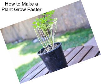 How to Make a Plant Grow Faster