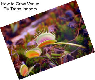 How to Grow Venus Fly Traps Indoors