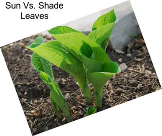 Sun Vs. Shade Leaves