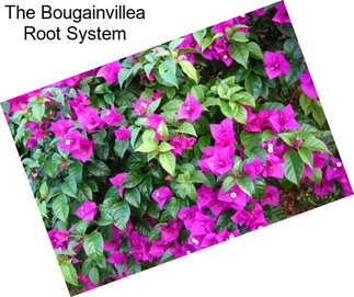 The Bougainvillea Root System