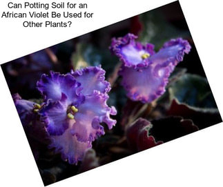 Can Potting Soil for an African Violet Be Used for Other Plants?