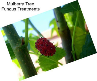 Mulberry Tree Fungus Treatments