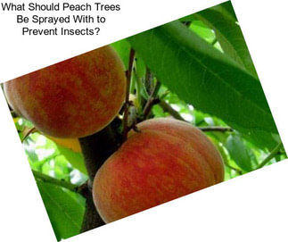 What Should Peach Trees Be Sprayed With to Prevent Insects?