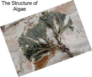 The Structure of Algae