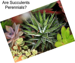 Are Succulents Perennials?