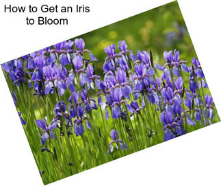 How to Get an Iris to Bloom