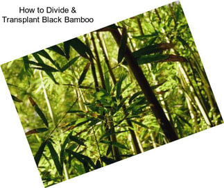 How to Divide & Transplant Black Bamboo