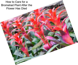 How to Care for a Bromeliad Plant After the Flower Has Died