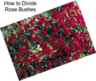 How to Divide Rose Bushes