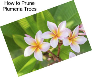 How to Prune Plumeria Trees