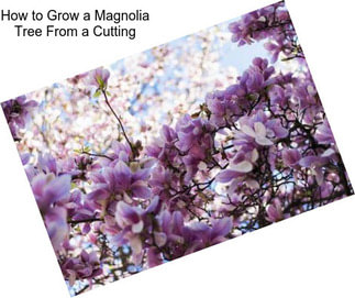 How to Grow a Magnolia Tree From a Cutting